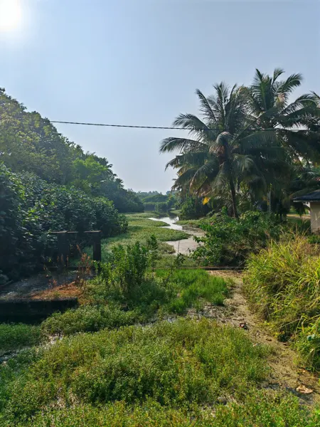 A green lane between palms near Mirissa