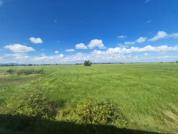 Green Cambodian fields seen from the train on the journey towards Kampot