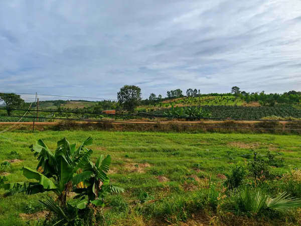 Green fields seen from a train travelling through Vietnam