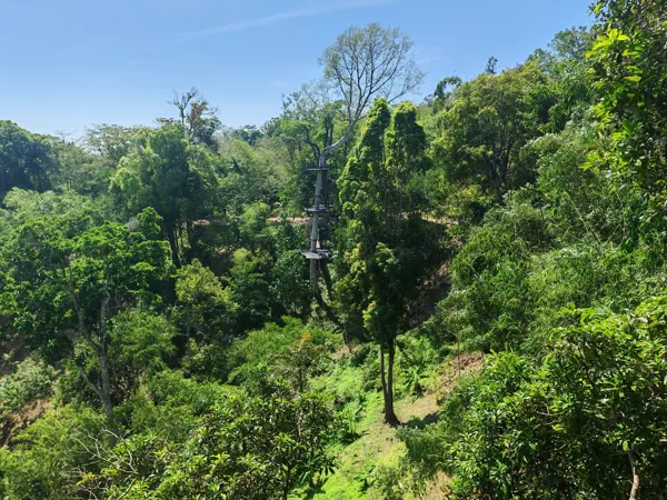 A treetop adventure course above a forest in Phuket