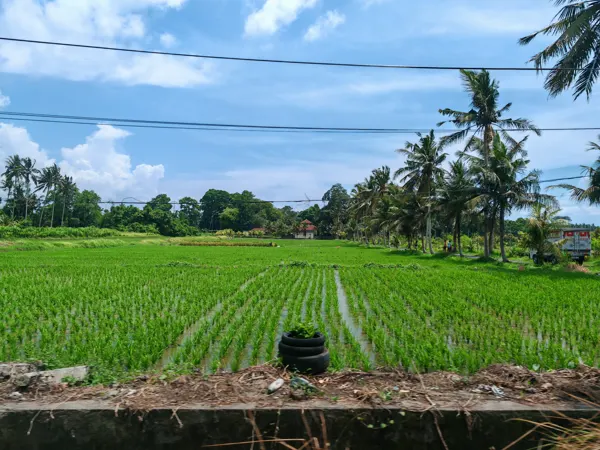 Bright green rice fields near Ubud