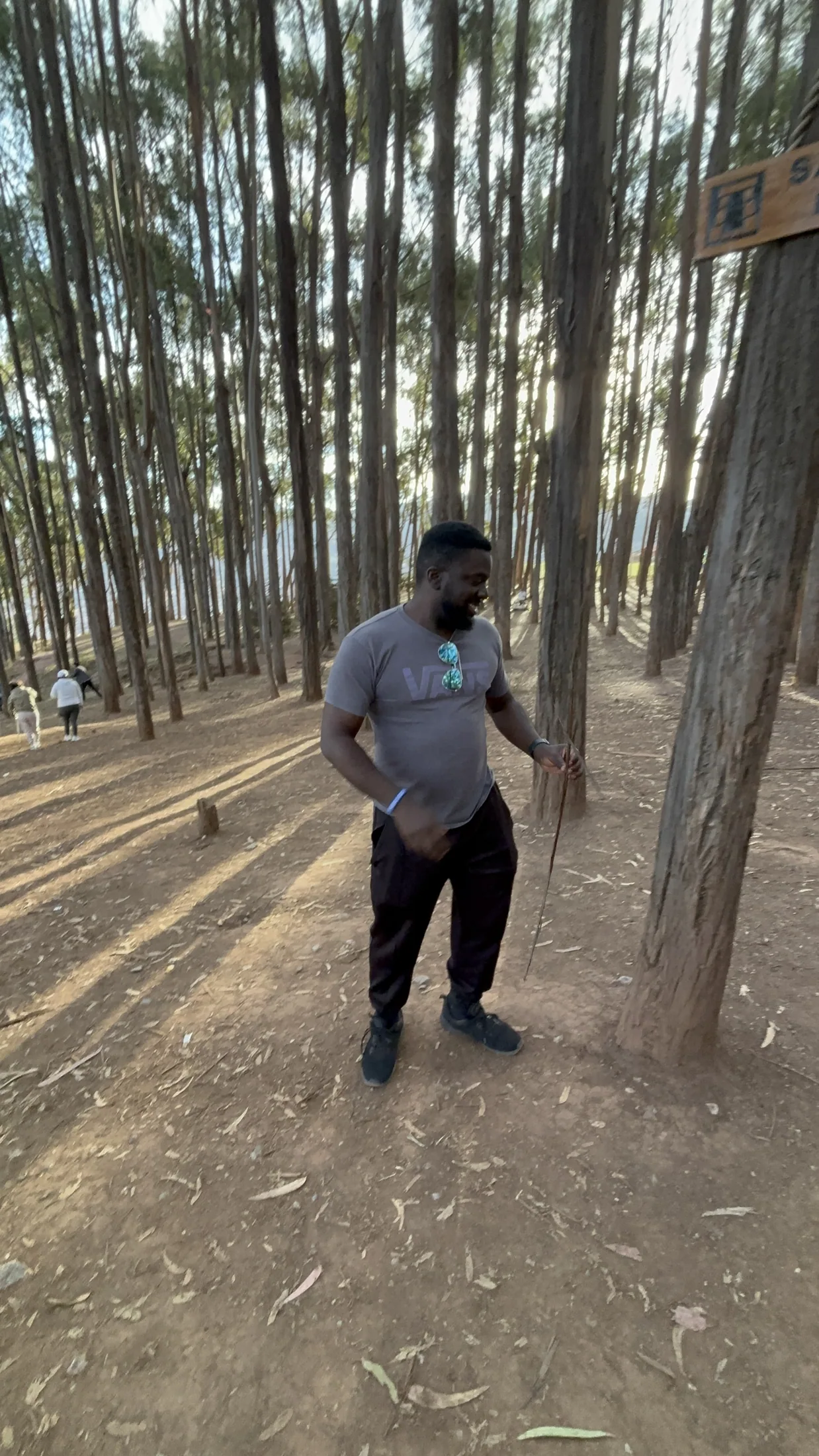 A traveller walking among tall trees near Cusco