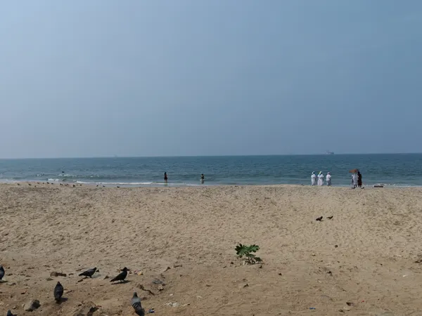Birds on a broad sandy beach by the sea