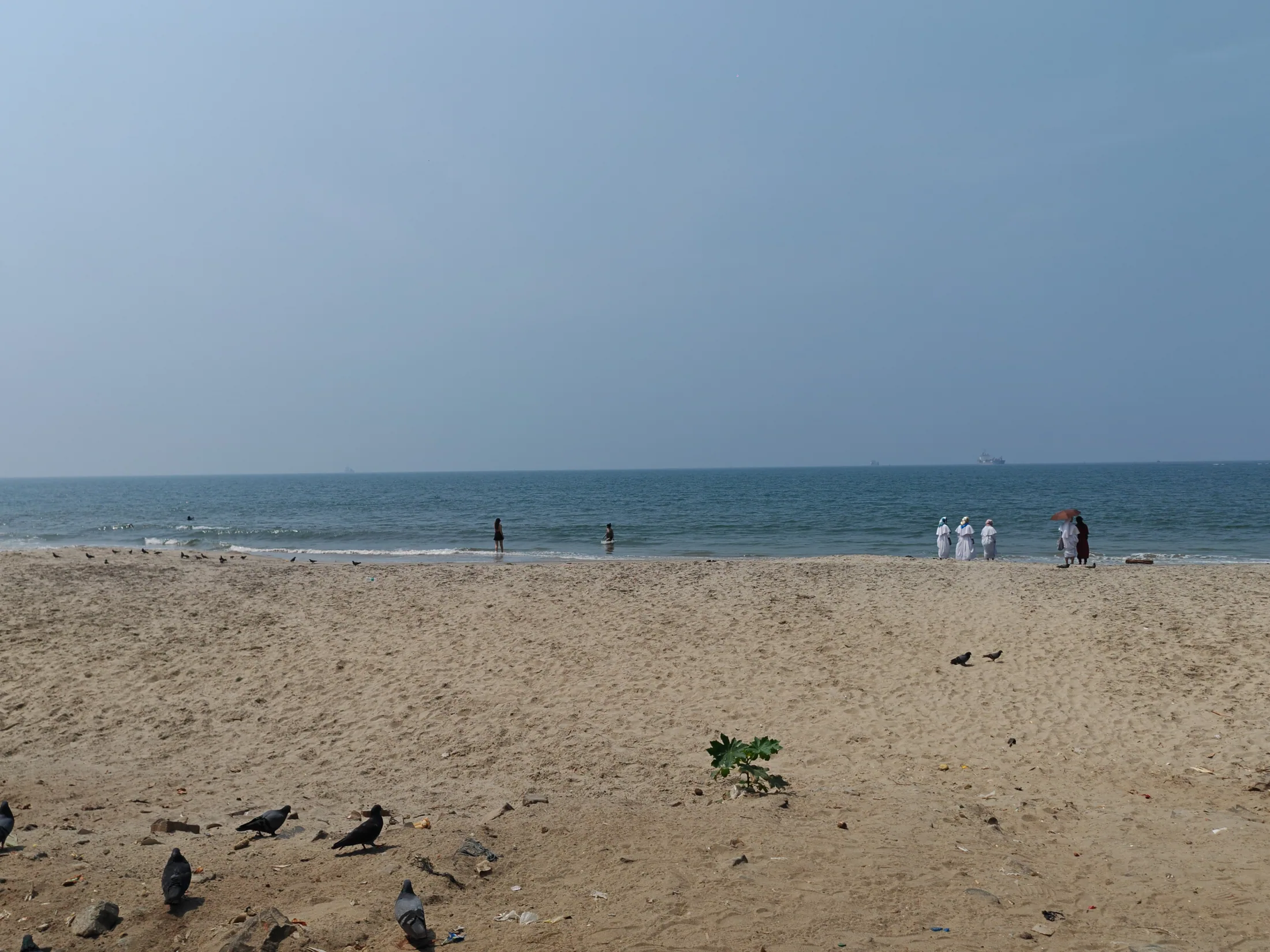 Birds on a broad sandy beach by the sea