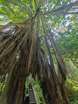 Long banyan roots surrounding a shaded forest path