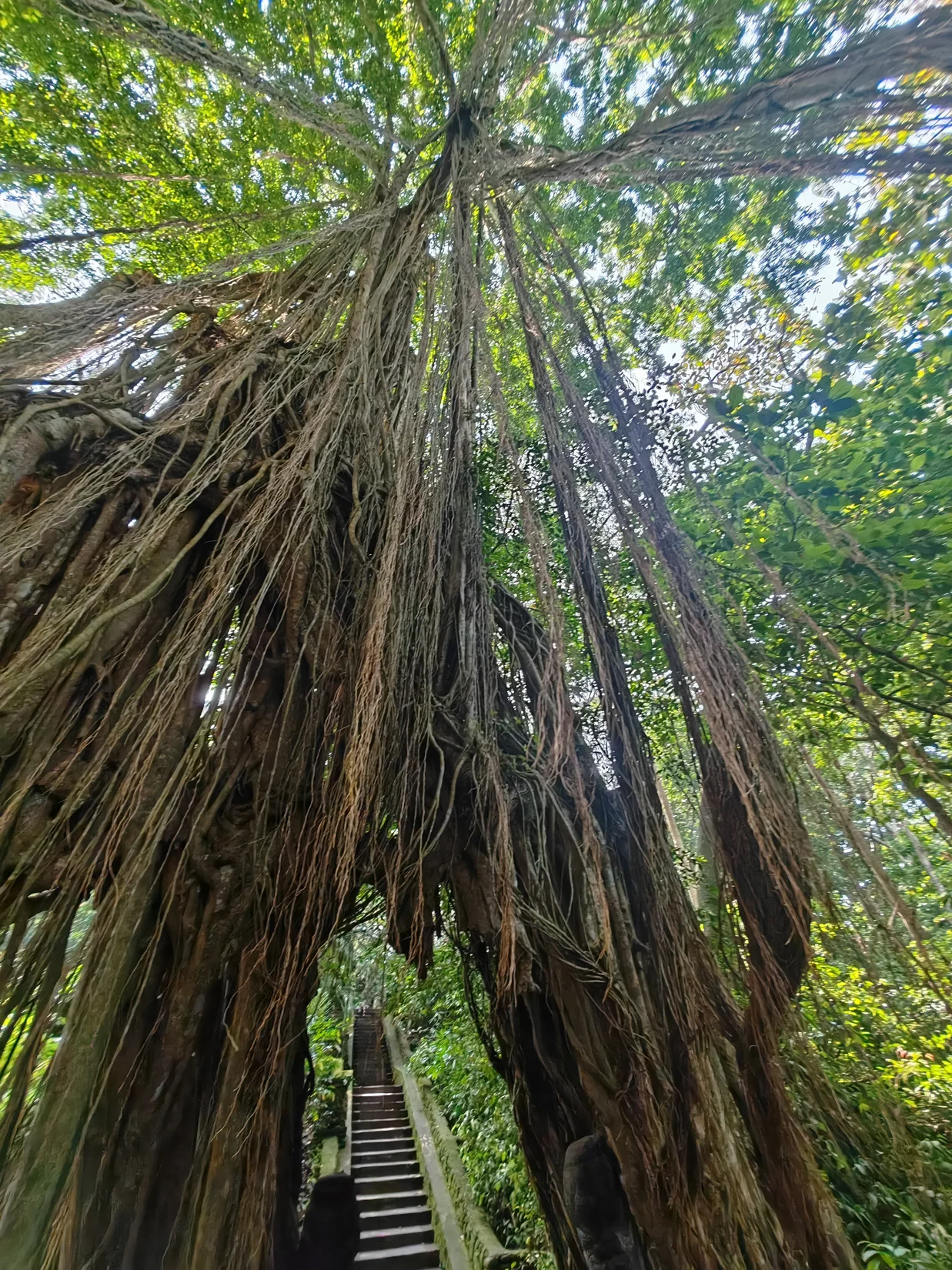 Long banyan roots surrounding a shaded forest path